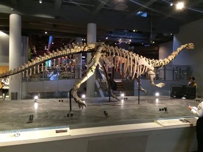 ¿Cuál es la importancia de los esqueletos de dinosaurios en la educación?